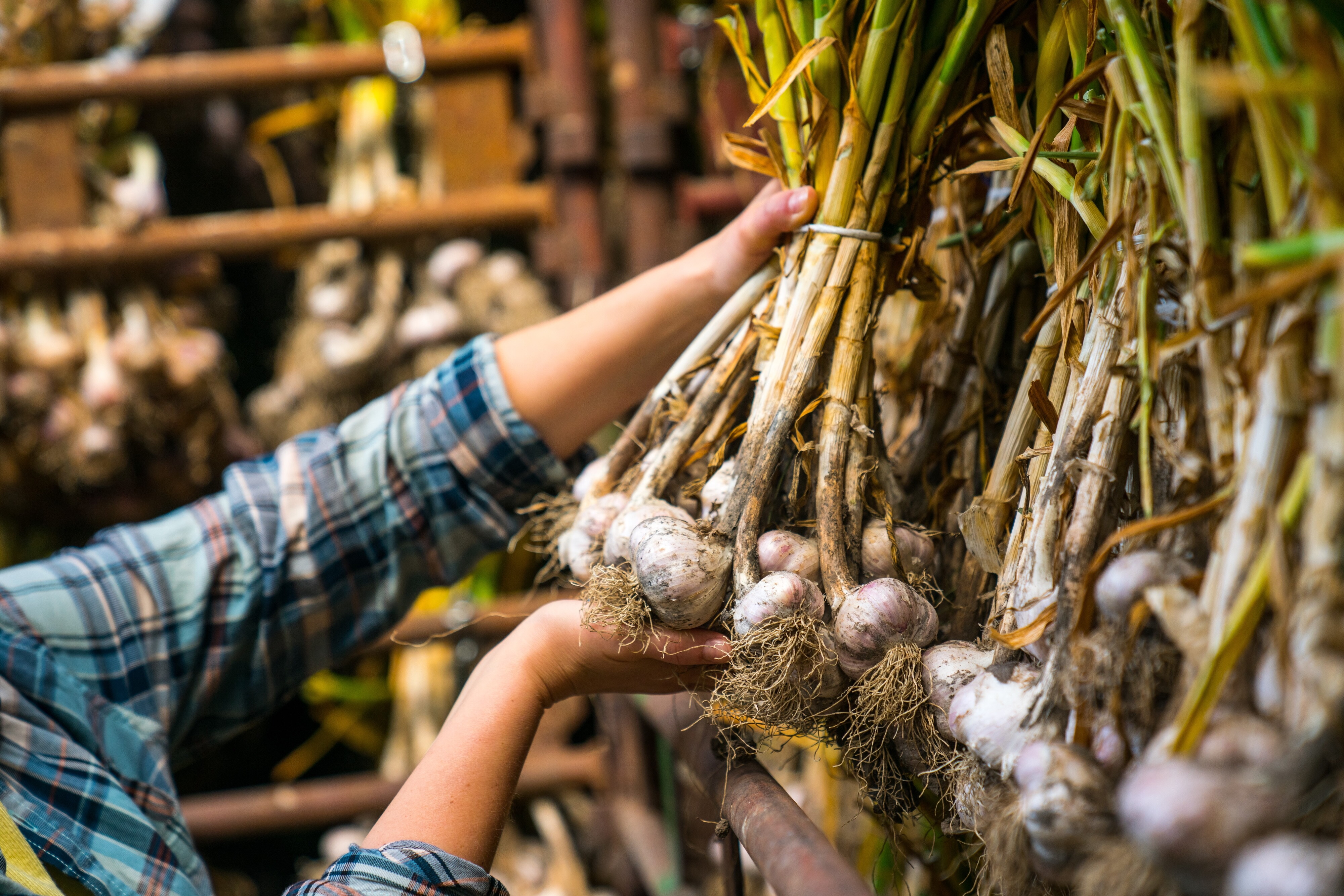 České pole v praxi