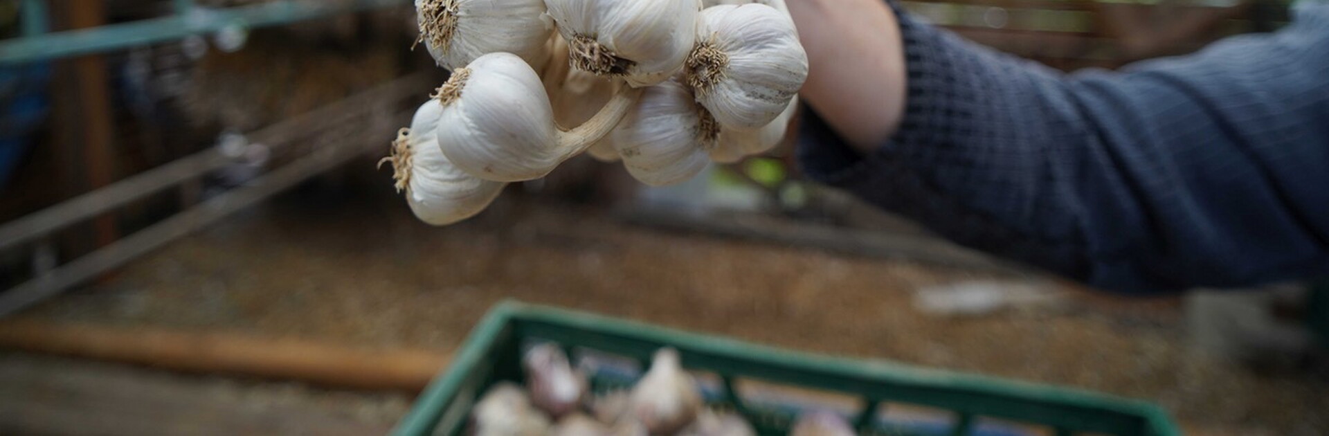 Velkoobchod makro ČR podporuje návrat pravého českého česneku do tuzemské gastronomie. Na pultech svých prodejen nově nabízí původní české odrůdy Bjetin a Slavin