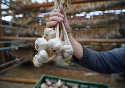 	Velkoobchod makro ČR podporuje návrat pravého českého česneku do tuzemské gastronomie. Na pultech svých prodejen nově nabízí původní české odrůdy Bjetin a Slavin
